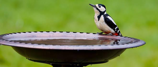 Link to bird baths category