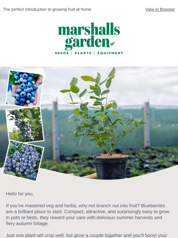 Homegrown blueberries: simple, rewarding, delicious
