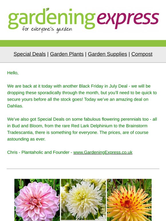 TWENTY Dahlias - Just 5.99 - Black Friday in July!  Red Lark Delphinium, Agastache, Tradescantia, Bougainvillea tree - and much, much more!