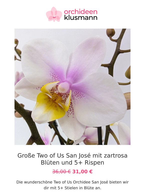 🎁 Tolle Rabatte auf langlebige Orchideen