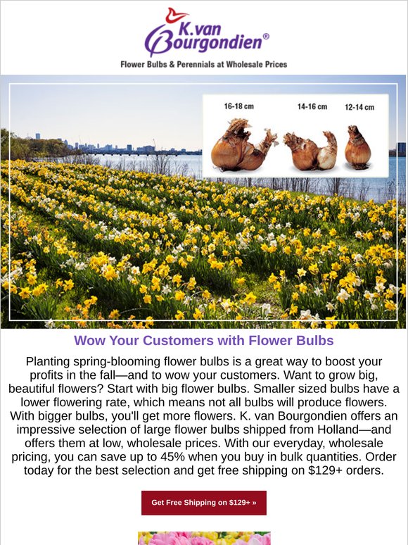 Want Big Beautiful Bulbs? Of course you do!