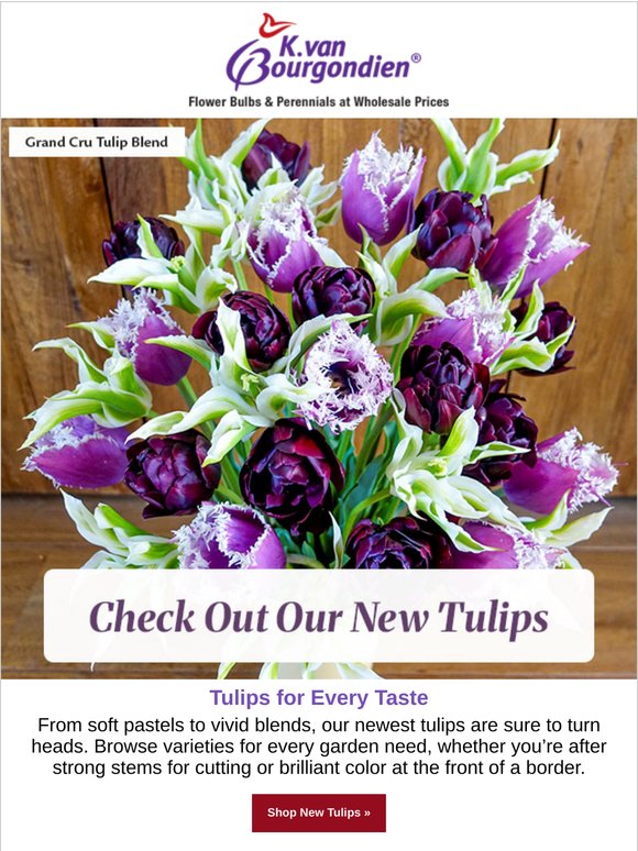 Tiptoe This Way for a Peek at Our New Tulips