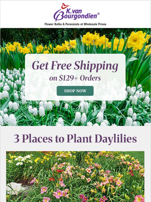 3 Places to Plant Daylilies + a FREE SHIPPING Offer