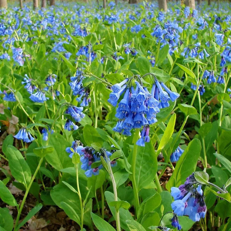 Woodland Wildflowers