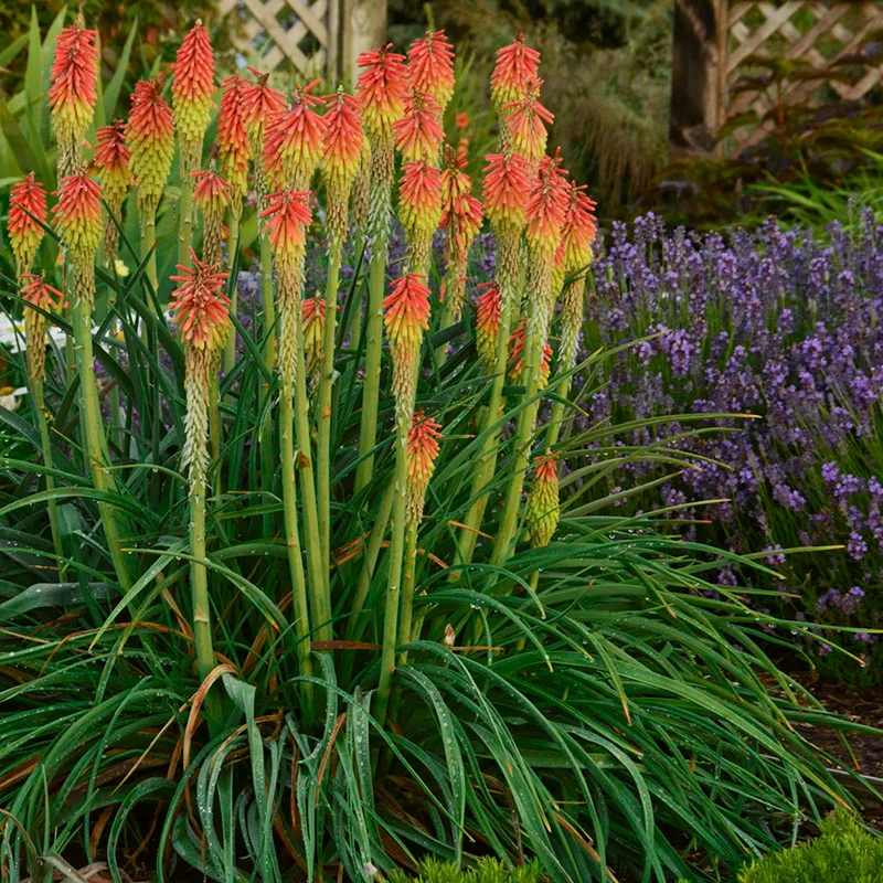 Unique Plants