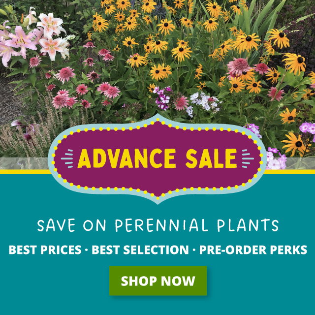 Save On Perennial Plants