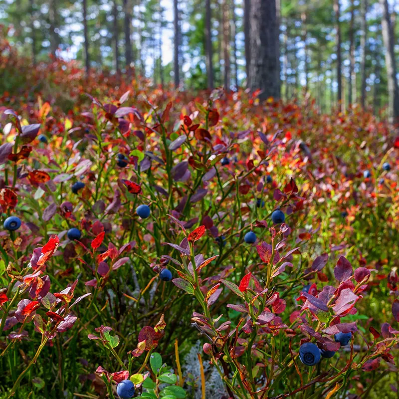 Shrubs