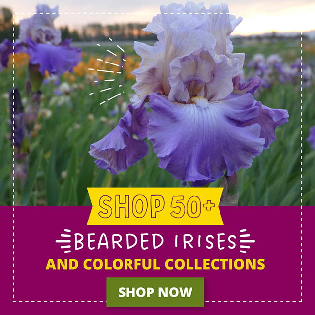 bearded iris