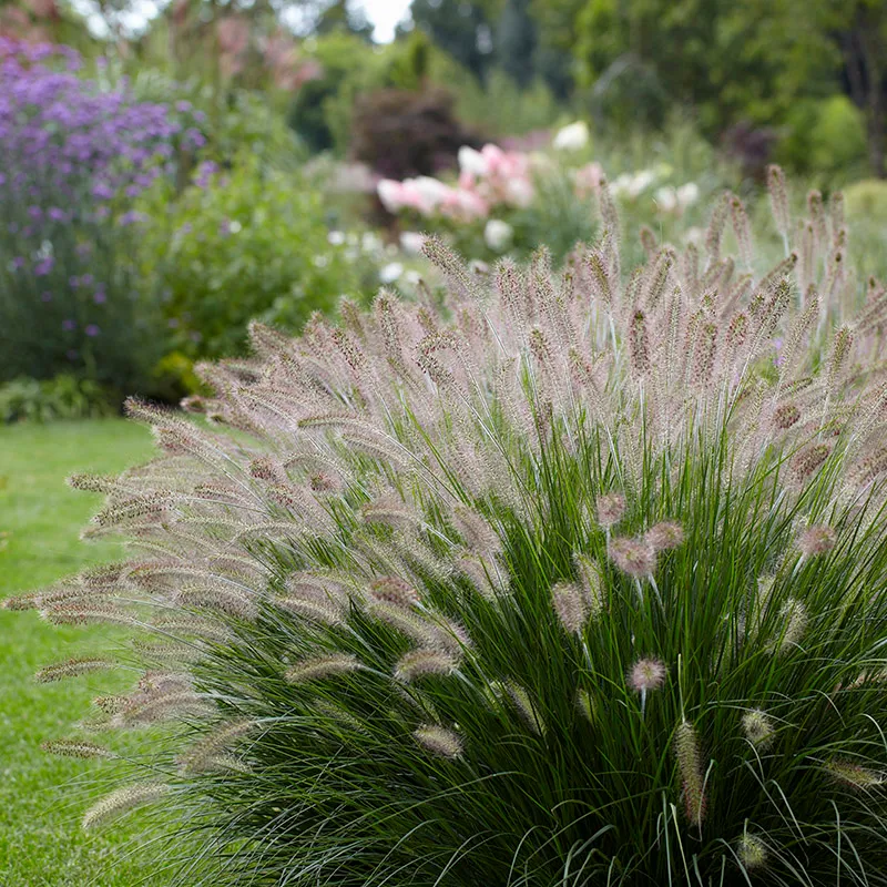 Ornamental Grass