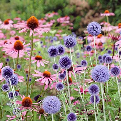Plants On Sale