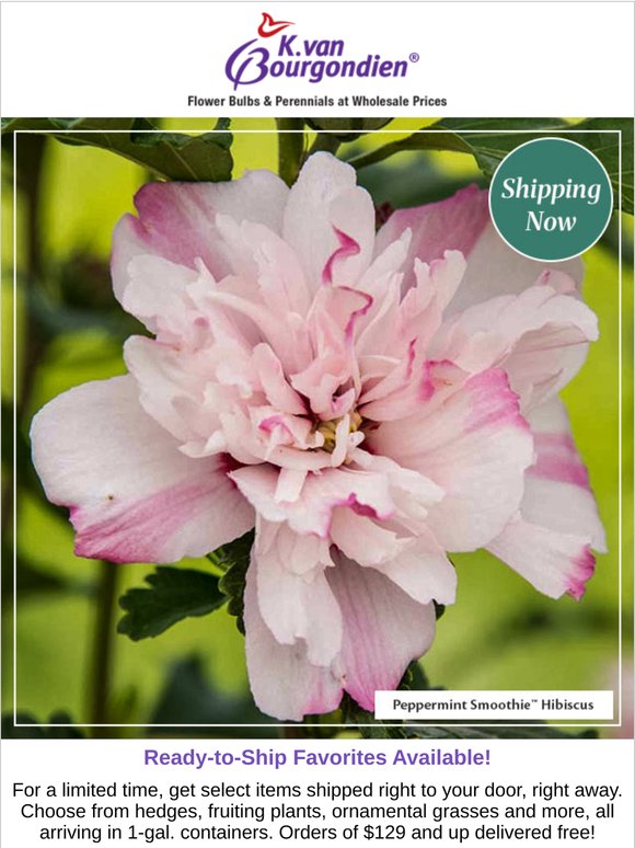 Shipping Now: Select Greenhouse Picks