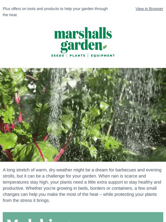 Top 5 tips to save water and your plants