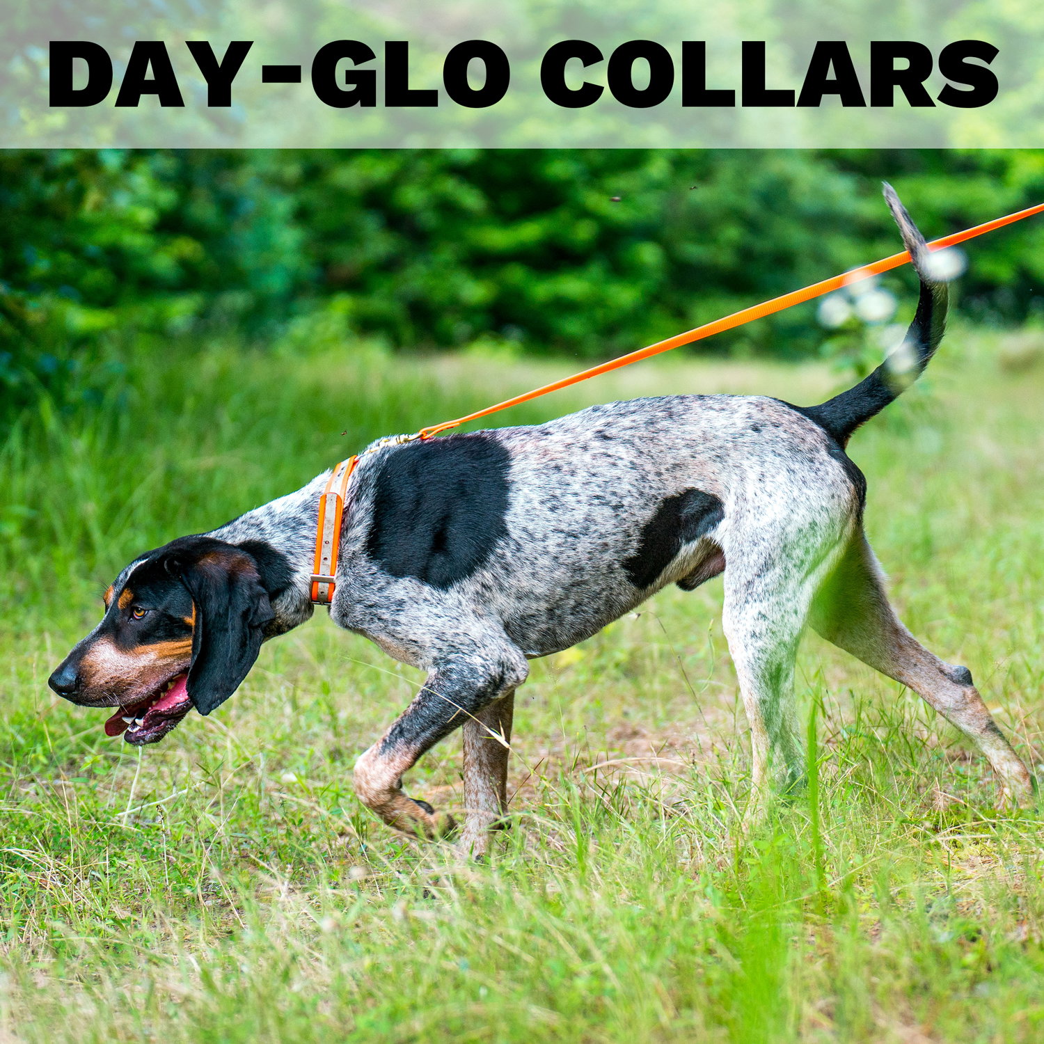 Day-Glo Collars