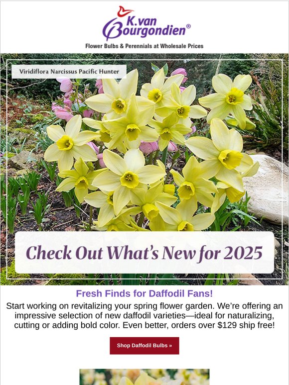 New Daffodils, Delivered for Less