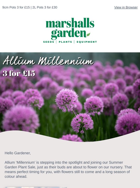 In bud and on offer – grab Allium ‘Millennium’ now