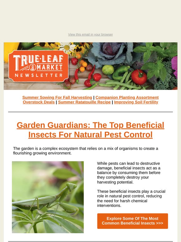🐞 Meet Your Garden Guardians: Beneficial Insects That Protect Your Plants | TLM Newsletter