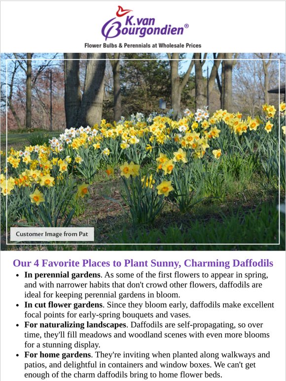 4 Places to Plant Daffodils