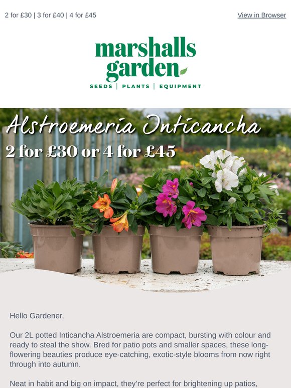 Compact Alstroemeria Now 2 for £30 or 4 for £45