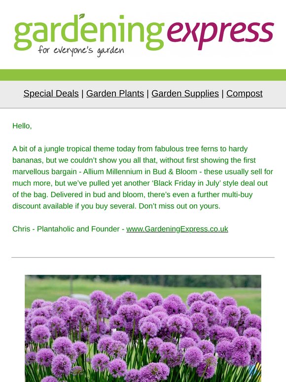Allium Millennium in Bud & Bloom, Tree Ferns, Hardy Red Bananas, Rhododendrons, Palms, Cordyline and more!