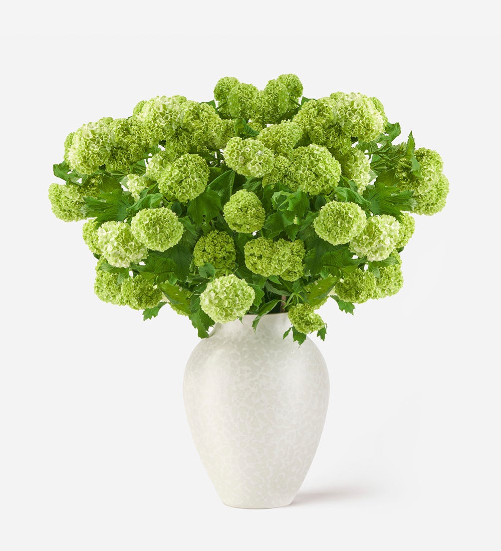Lime Cordial Viburnum
