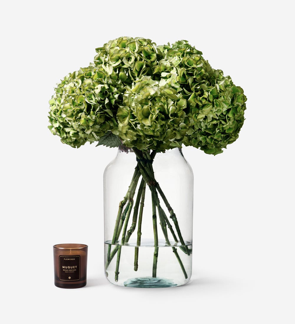 Pistachio Hydrangea