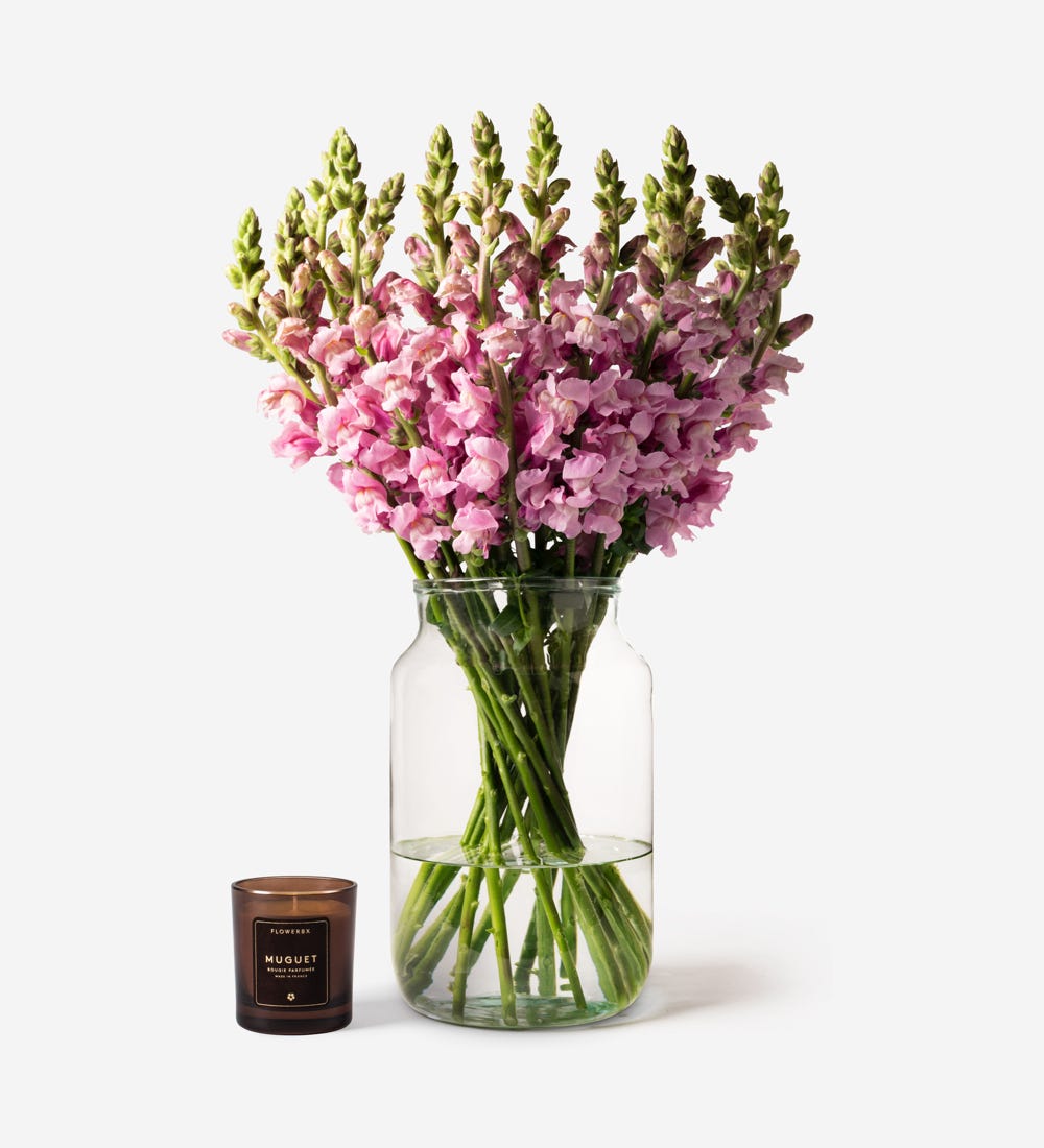Lavender Pink Snapdragon