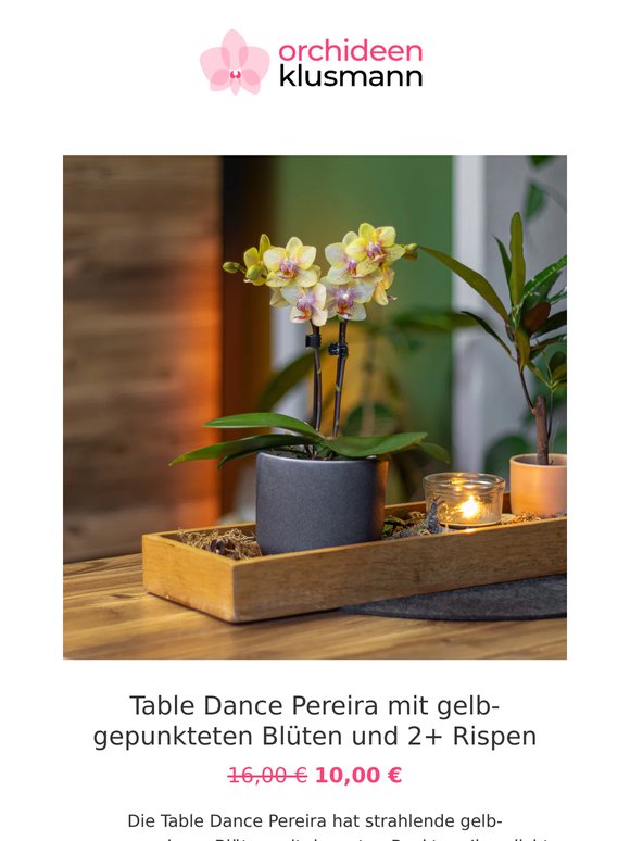 🌸 Zum Wochenstart: neue Orchideen in der Aktion