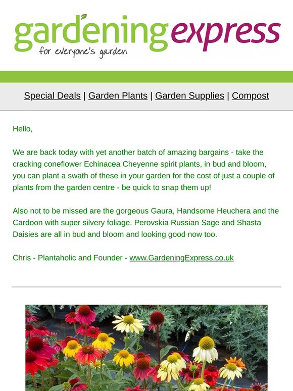In Bud & Bloom - Echinacea Cheyenne Spirit, Handsome Heuchera, Perovskia, Cardoon, Shasta Daisy and more!
