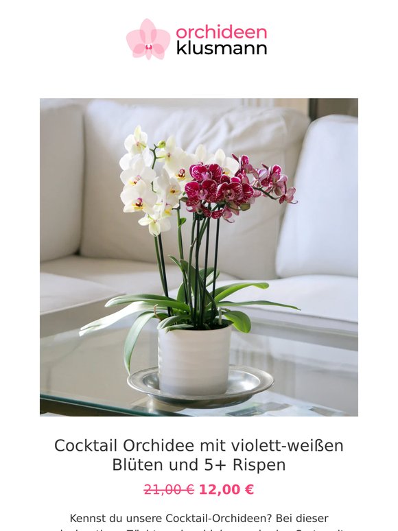 🌸 Für kurze Zeit: Cocktail-Orchidee für 12 Euro