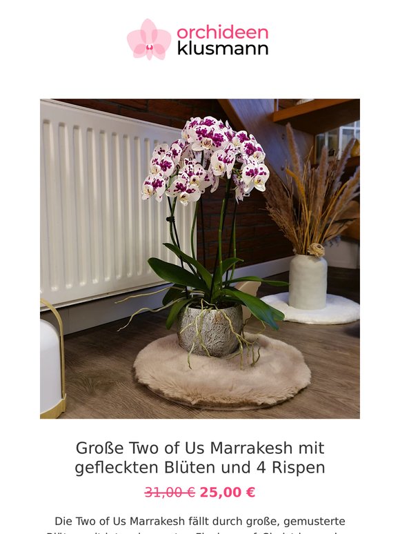 ✨ Orchideen-Deals für dein Zuhause