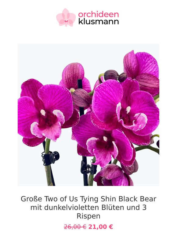 🌸 Für dein Zuhause: neue Orchideen in der Aktion!