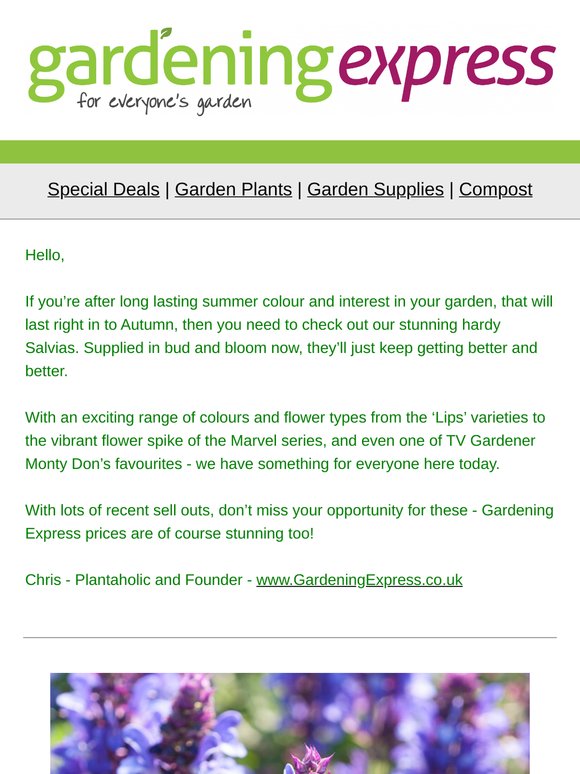 Sensational Salvias in Bud & Bloom - whilst stocks last!