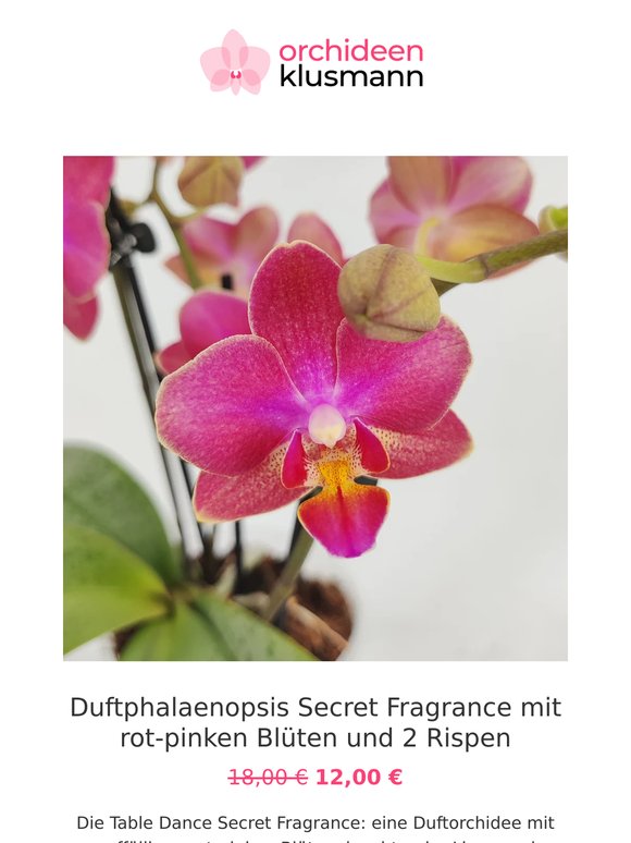 🌸 Neue Woche – neue Aktions-Orchideen!