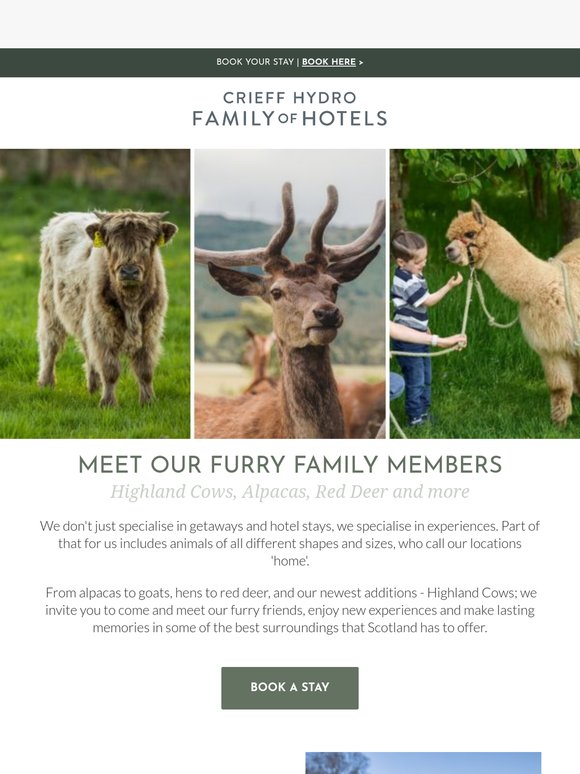 Introducing our furry friends 🐄🦌🦙