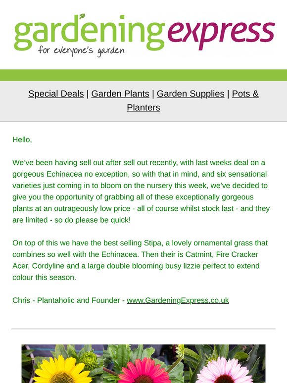 Echinacea in Bud & Bloom - all colours, Stipa, Catmint Nepeta, Firecracker Acer,  Double Impatiens, Cordylines and much much more!