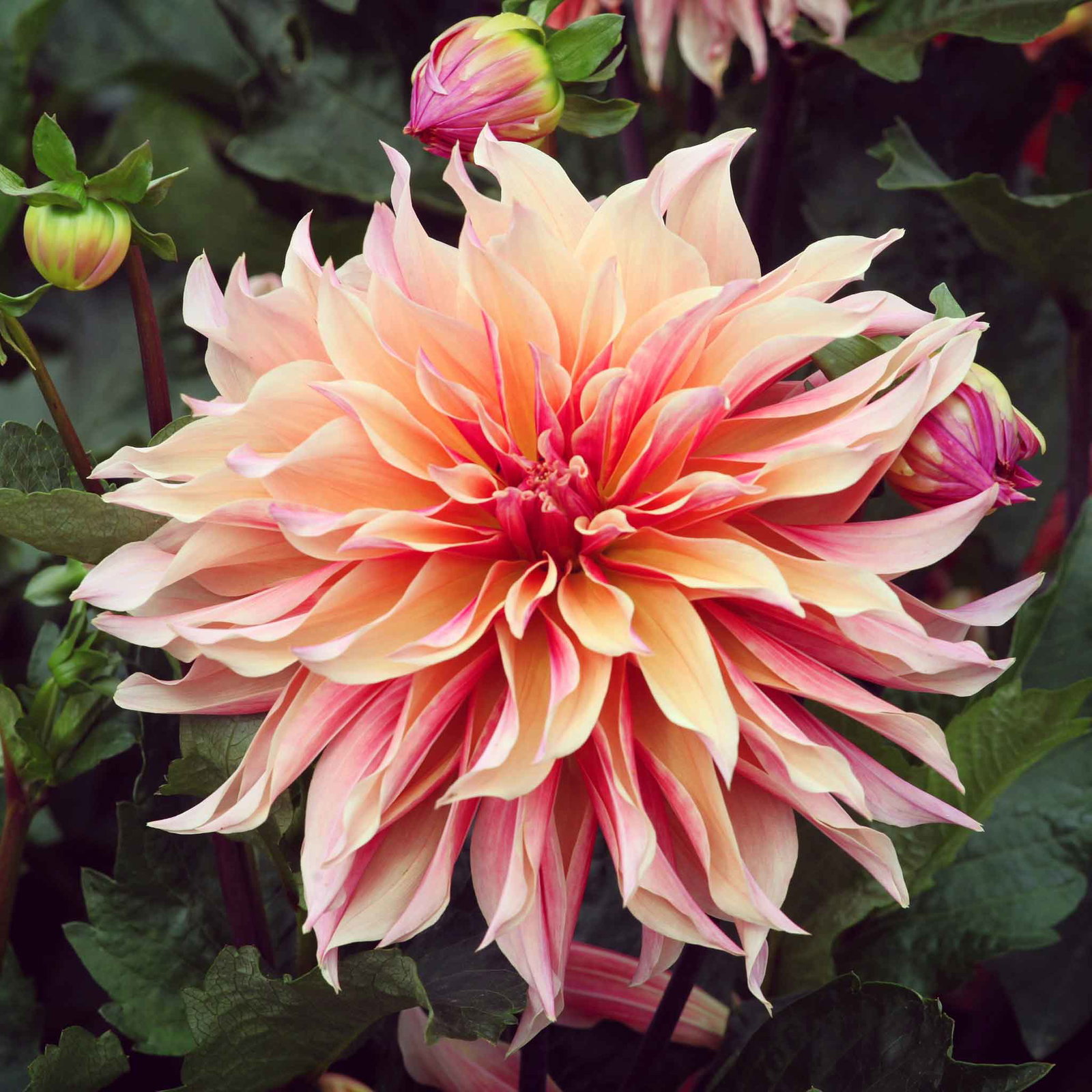 Image of Dahlia Tubers (Dinnerplate) - Labyrinth