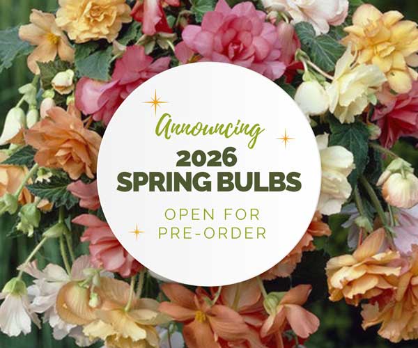 Announcing 2026 Spring Bulbs open for Pre-Order