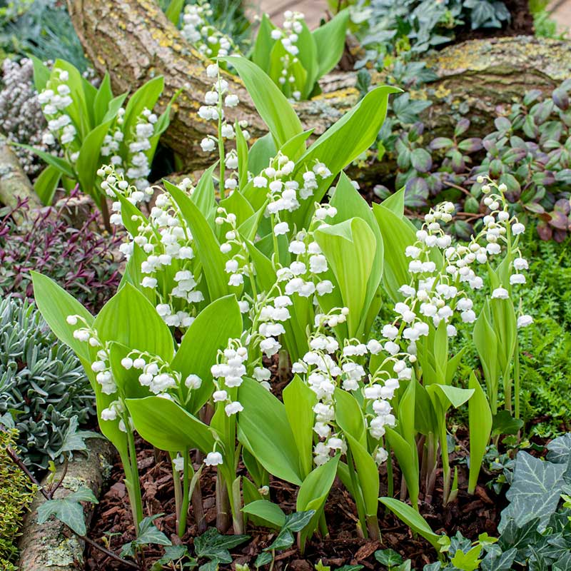 Image of Lily of the Valley Roots