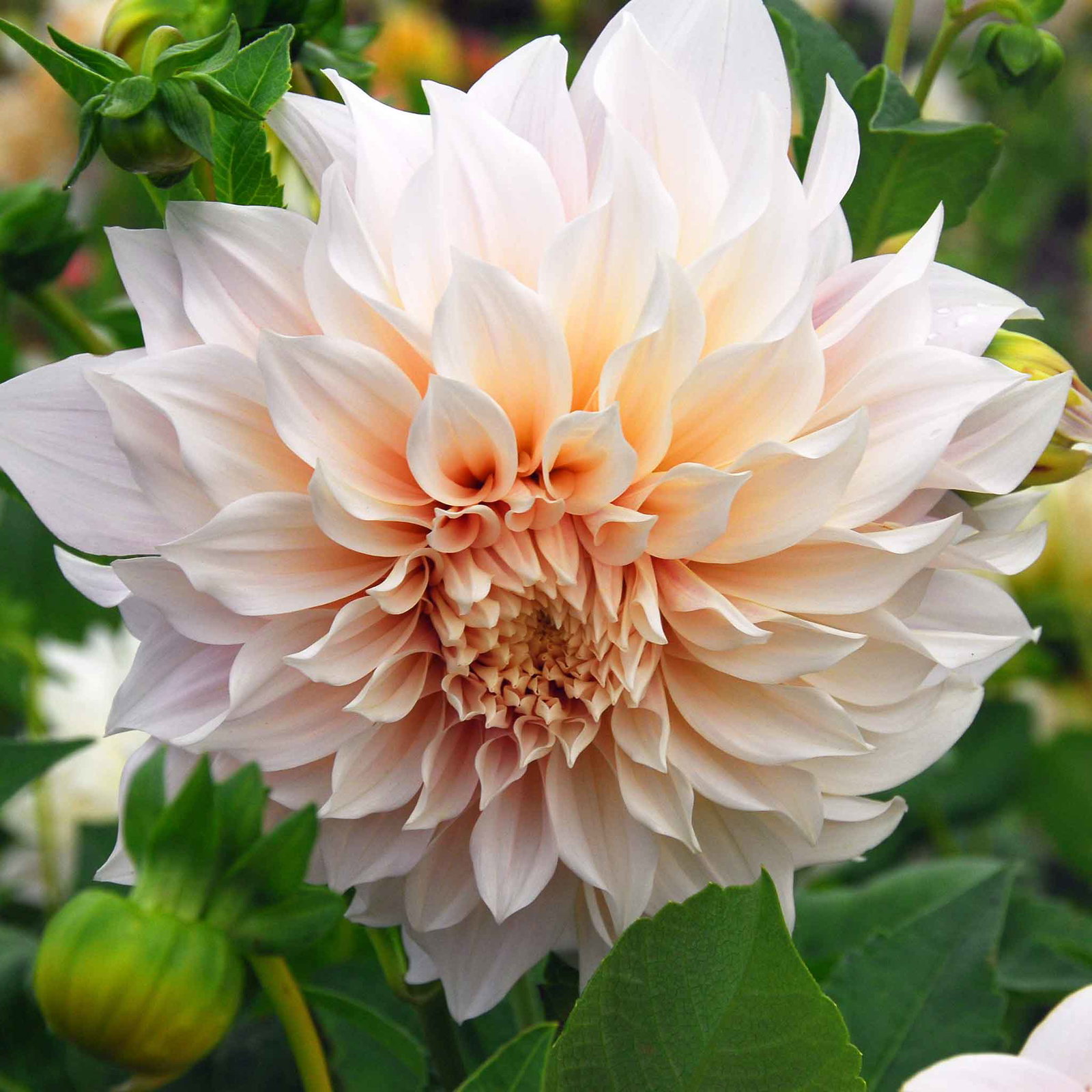 Image of Dahlia Tubers (Dinnerplate) - Cafe au Lait