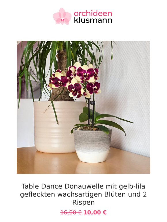 🌸 Deine Lieblings-Orchidee zum Aktionspreis!