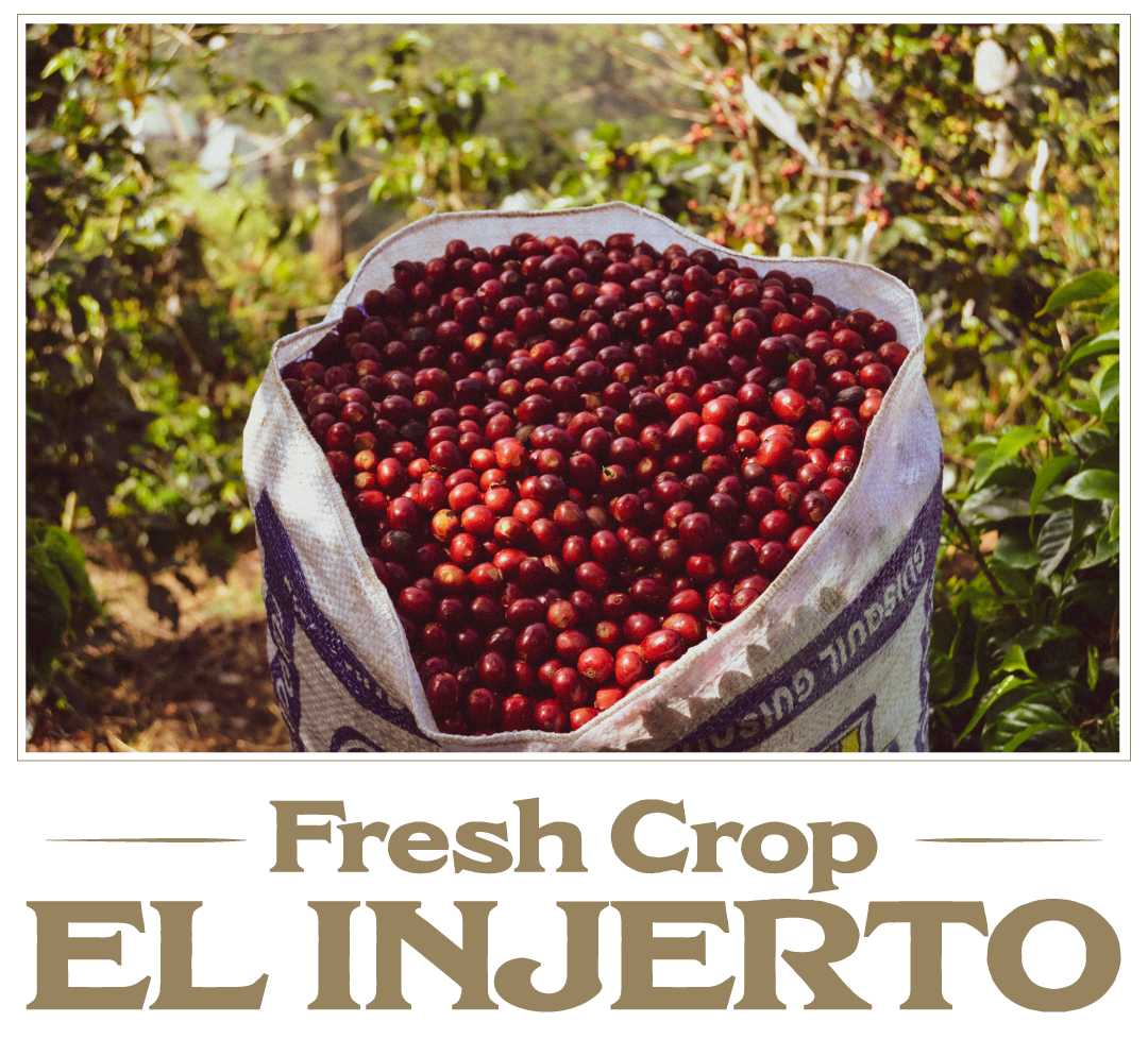 Guatemala El Injerto Bourbon