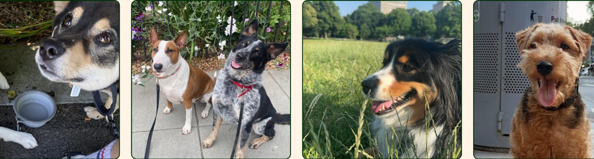 Happy dogs