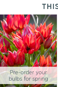 Pre-order your bulbs for spring.