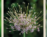 Allium schubertii 'Arctic Snow'.