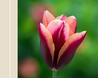 Tulip 'Slawa'.