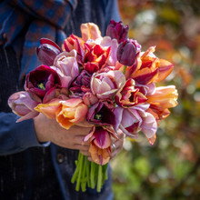 Smokey Hues Tulip Collection