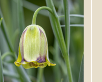 Fritillaria acmopetala.