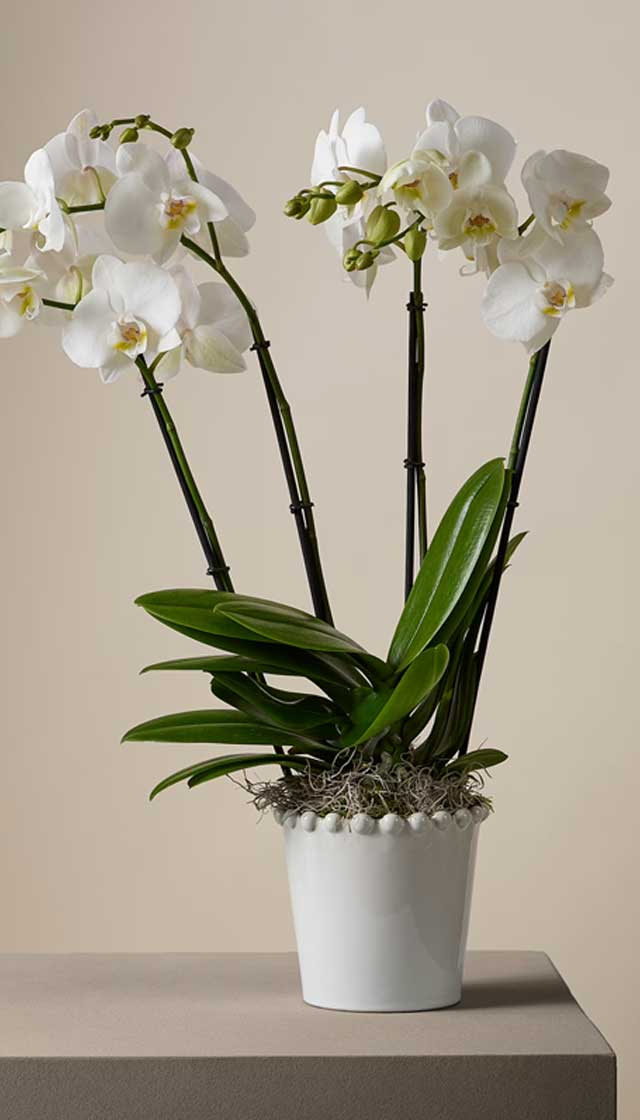 Kelly Hoppen Orchid