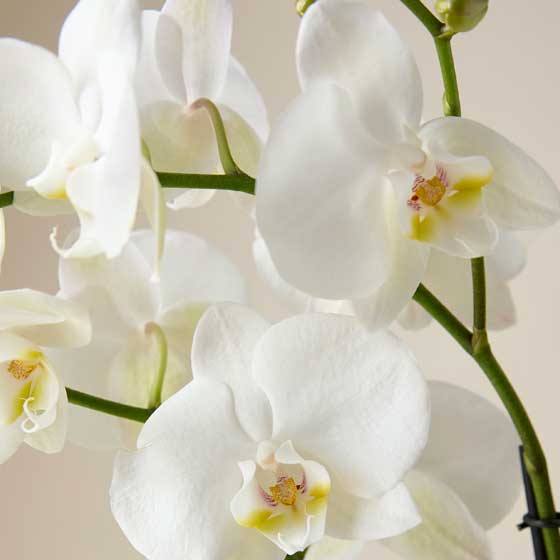 Kelly Hoppen Orchid