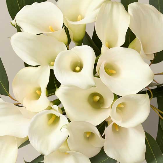 M&S X Kelly Hoppen flowers